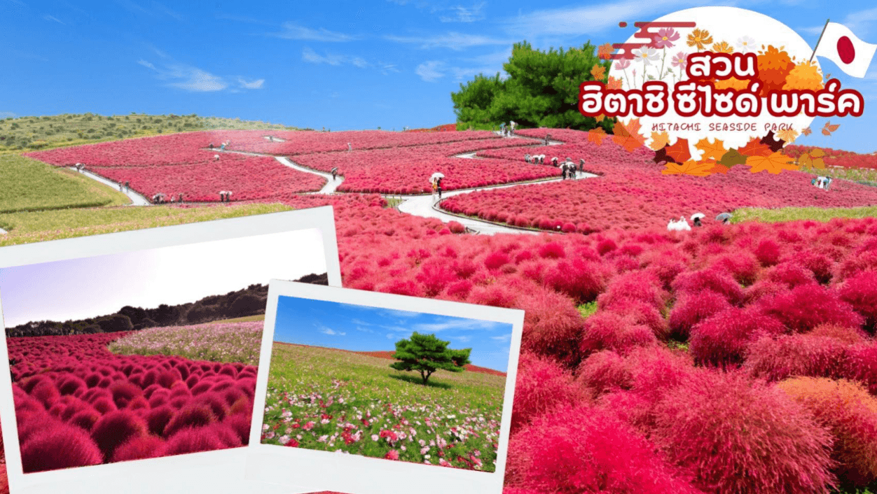 GO2NRT-TG078 NIKKO EDO WONDERLAND HITACHIKOCHIA 6D 4N โดยสายการบินไทย [TG]